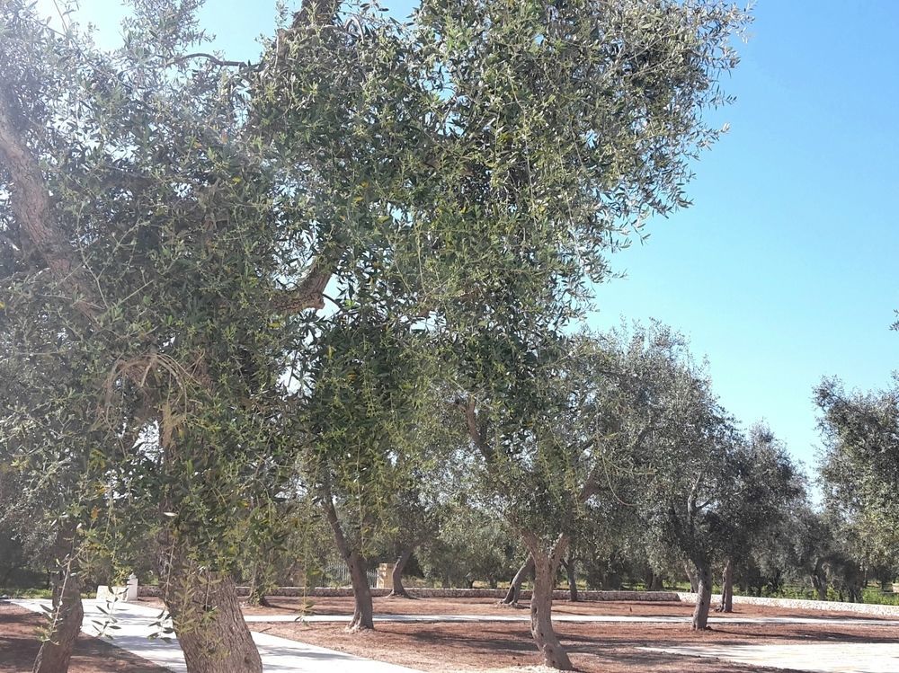 Masseria Muntibianchi Agriresort Restaurant & Spa Οτράντο Εξωτερικό φωτογραφία